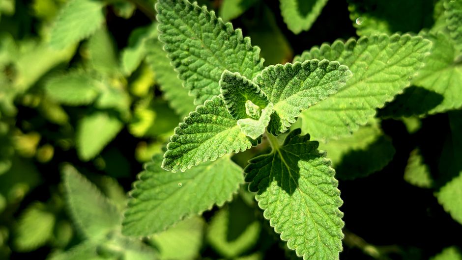 Everyday Habits Built Around Herbs And Botanicals: A Cautious Look, Without Overthinking It