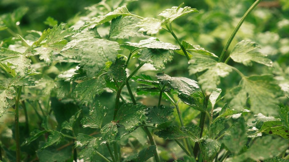 Keeping Herbs And Botanicals: A Cautious Look Simple, in Plain Language