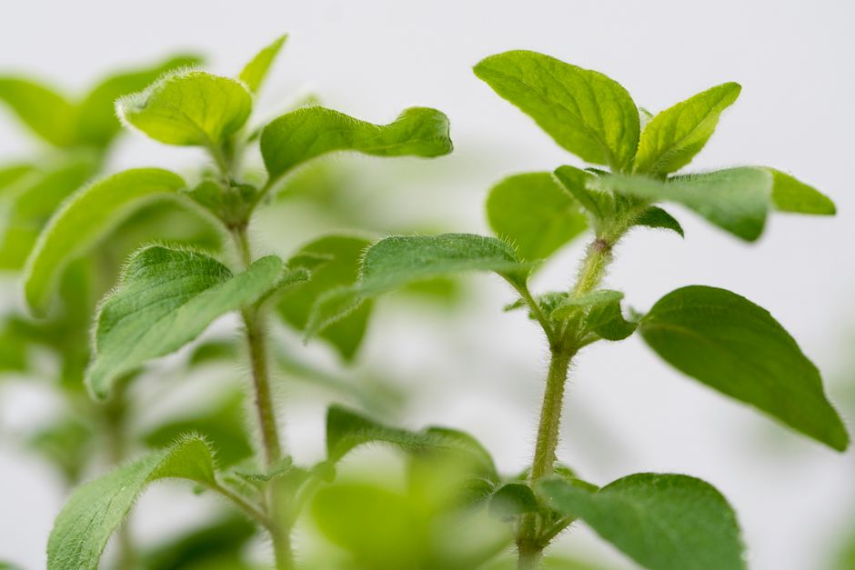 Small Wins With Gut Health Beyond The Marketing